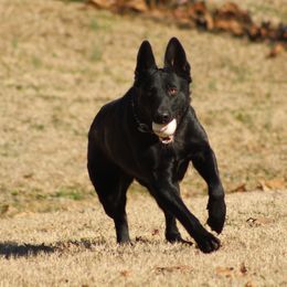 Halo - German Shepherd