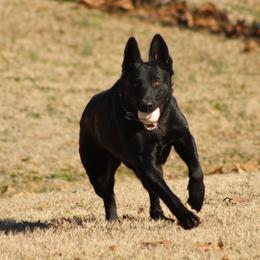 Halo - German Shepherd
