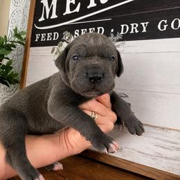 Anna - Blue female Great Dane puppy in Carencro, Louisiana from Halsey Danes