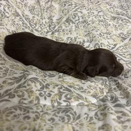 Peanut - Chocolate and tan male Dachshund puppy in Citra, Florida from My Loyal Treasures
