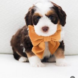 Minnie - Tri-color female Australian Labradoodle puppy in Diamond Bar, California from Furrytaildoodles