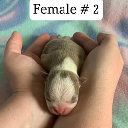 Boston Terrier Puppies from Heather's Boston Babies