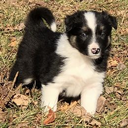 Border Collie Puppies from Gold Creek Ranch Border Collies