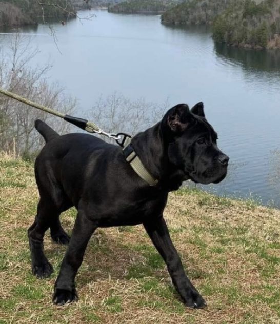 Nitro Cane Corso and Elite Babydoll Yorkies in West Virginia | Cane ...