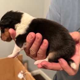 Boy 1 - Black white and tan male Collie puppy in Lonoke, Arkansas from Colley Collies