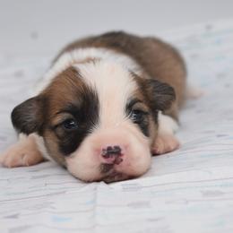 Hex - Red male Pembroke Welsh Corgi puppy in San Antonio, Texas from Moxxi's Legacy Corgis