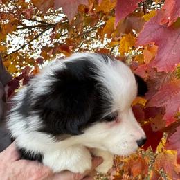 Cocoa (Olive) - Black and tan female Pembroke Welsh Corgi puppy in Lima, New York from Hickory Springs Corgis