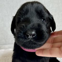 Giant Schnauzer and Miniature Schnauzer Puppies from My Angel Schnauzers