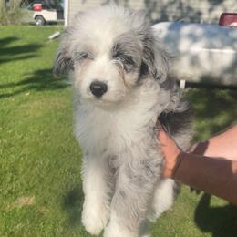 Aussiedoodle All Grown Up from Mini AussieDoodles on Meadow Lane