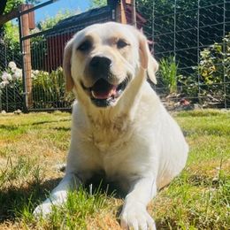 Rue - Labrador Retriever