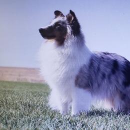 Freya - Shetland Sheepdog