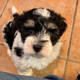 Havanese Puppies from Silky Ness Havanese