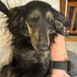Shadow - Brindle female Dachshund puppy in Nampa, Idaho from 208 Wiener Wiggle Butts LLC