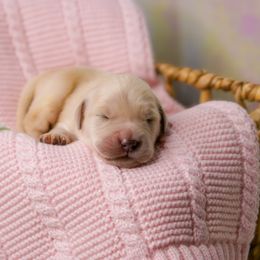 Golden Retriever Puppies from Bear State Goldens