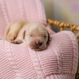 Golden Retriever Puppies from Bear State Goldens