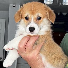 Orange Collar - Red female Pembroke Welsh Corgi puppy in Anza, California from Circle Heart Corgis