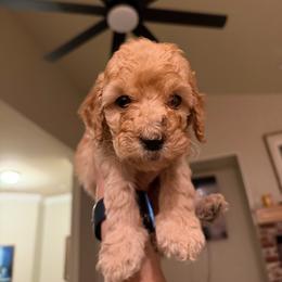 Yellow 2 - Cream female Labradoodle puppy in Shingle Springs, California from California Double Doodles