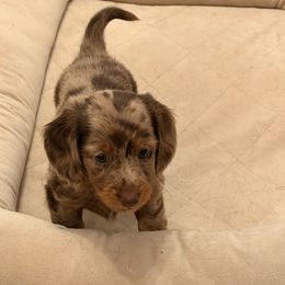 Sienna - Dapple female Dachshund puppy in Virginia Gardens, Florida from Andrea's Dachshunds