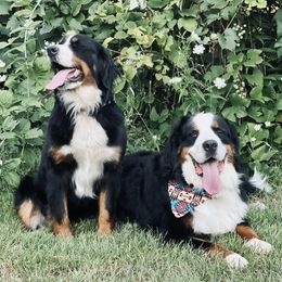 Bernese Mountain Dogs and Goldendoodles from Livys Doodles & Poodles