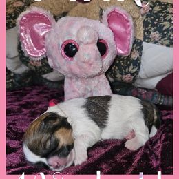 Cavatzu Puppies from Pulley Puppies