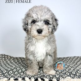 Zizi - Blue merle female Aussiedoodle puppy in Southwest Ranches, Florida from Dandy Doodle Ranch