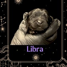 Libra - Black female Newfoundland puppy in Tully, New York from Bear Paw Newfoundlands