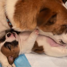 Golden Retriever and Jack Russell Terrier Puppies from Shelby Burleson's Golden Retrievers and Jack Russell Terriers