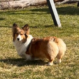 Maple - Pembroke Welsh Corgi