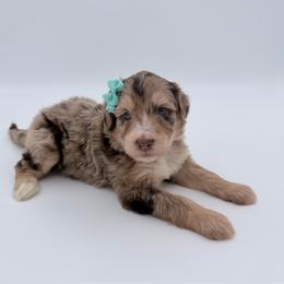 Pumpkin Patch - Red merle female Aussiedoodle puppy in Cartersville, Georgia from Simply Blessed Doodles