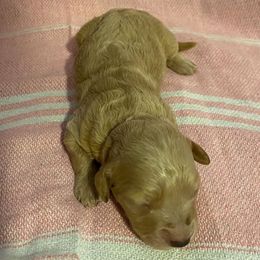 Nutmeg - Apricot female Goldendoodle puppy in Greenville, South Carolina from Law Doodles of SC