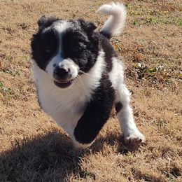 Border Collie Puppies from Bond Border Collies