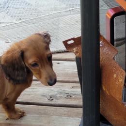 Dachshund Puppies from CLARK'S BREEDING PROGRAM