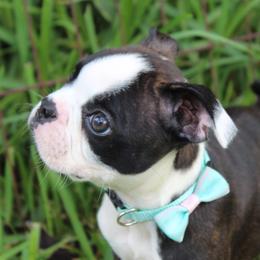 Zola ready sept 11 - Black brindle and white female Boston Terrier puppy in Brooksville, Florida from I Love Pups