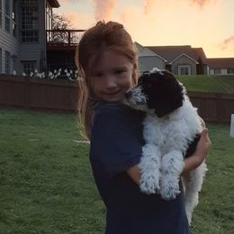Firework (Breeding Prospect) - Labradoodle puppy from Trinity Labradoodles