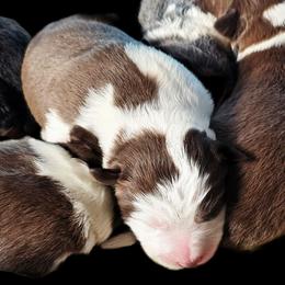 Wild Flower - White and red female Border Collie puppy in Cedar Springs, Michigan from Lyncroft Border Collies
