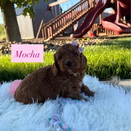 Mocha - Apricot female Cavapoo puppy in Port Orange, Florida from Royal doodles of Florida