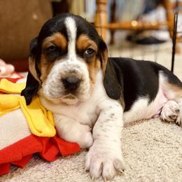 Basset Hound Puppies from Low and Slow Basset Hounds