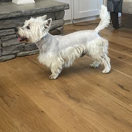 Elgin - West Highland White Terrier