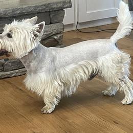 Elgin - West Highland White Terrier