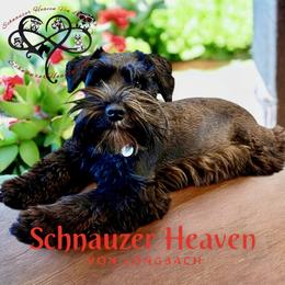 Joy - Miniature Schnauzer