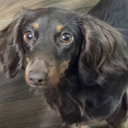 Gypsy - Dachshund