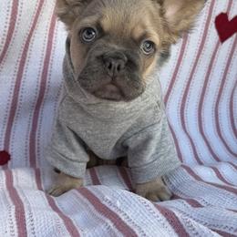 Luca - Blue fawn male French Bulldog puppy in Hemet, California from Bowman Pups