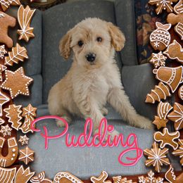 Pudding - Cream female Goldendoodle puppy in Rochester, New York from Yankee Doodle Doggies