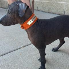 Cash - Xoloitzcuintli