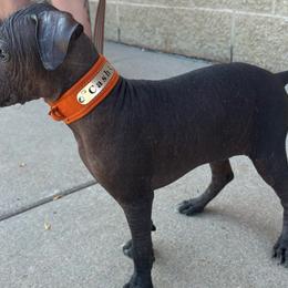Cash - Xoloitzcuintli