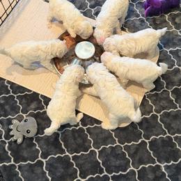 Girl pup 1 - White female Bichon Frise puppy in Wilmington, North Carolina from Cape Fear Bichons