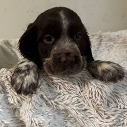 Twix - Liver white and roan male English Springer Spaniel puppy in Coeur D'alene, Idaho from Springer Hollow