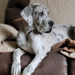 Great Danes from James Danes