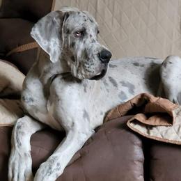Great Danes from James Danes