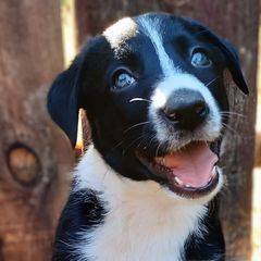 McNabs from Iron Oak Stockdogs